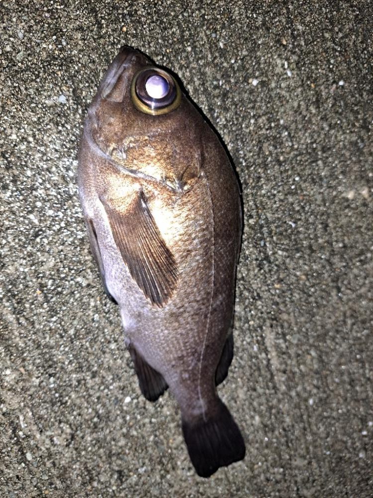 ショアジギからメバリング