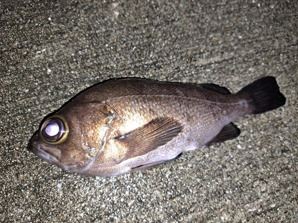 ショアジギからメバリング