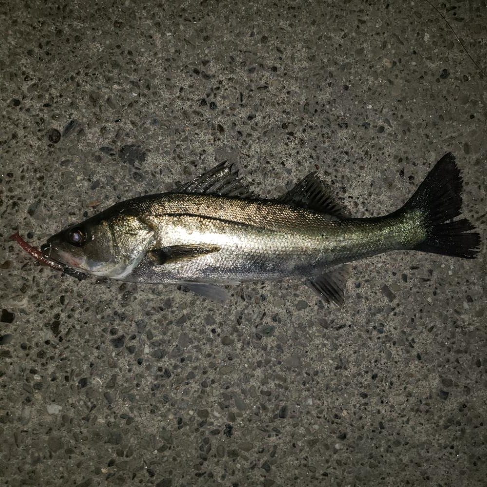 スズキとセイゴ