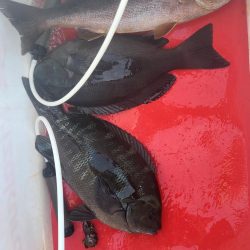 和歌山市江(吉丸渡船)でグレ釣り