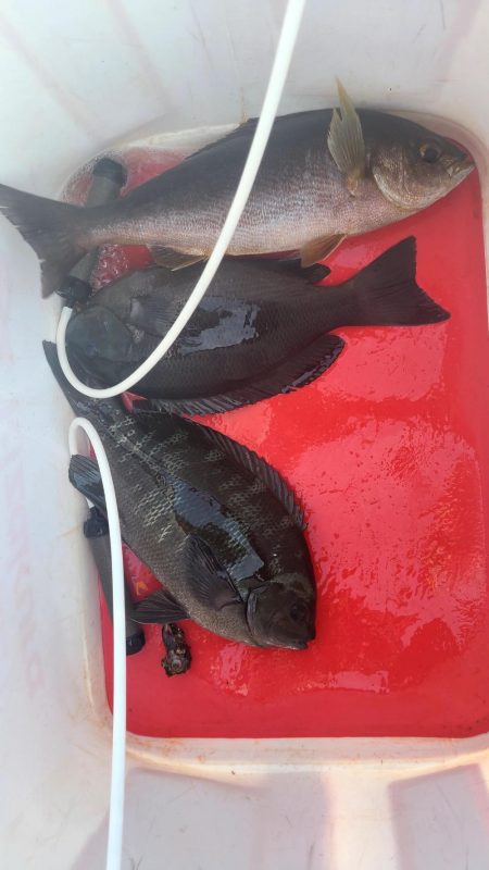 和歌山市江(吉丸渡船)でグレ釣り