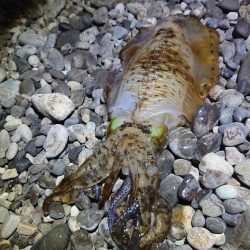 サーフエギング