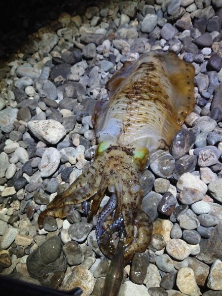 サーフエギング