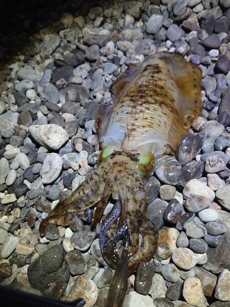 サーフエギング