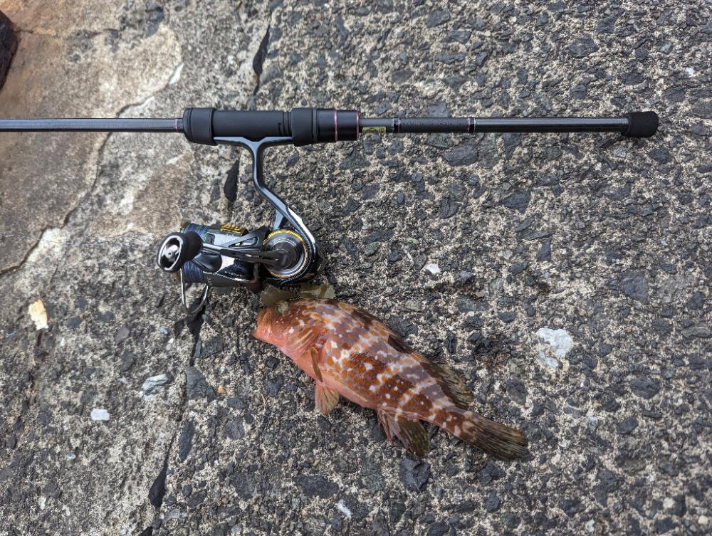 陸っぱり釣行記