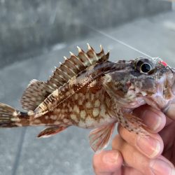 久々にガッシー