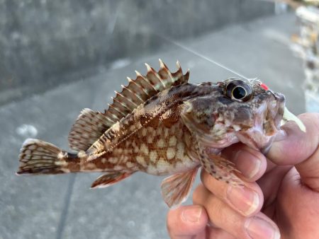 久々にガッシー