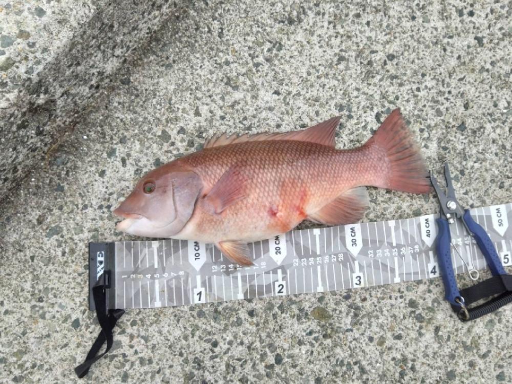 暴風&荒波釣行、悪戦苦闘…