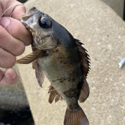 エギング中にメバルボイル