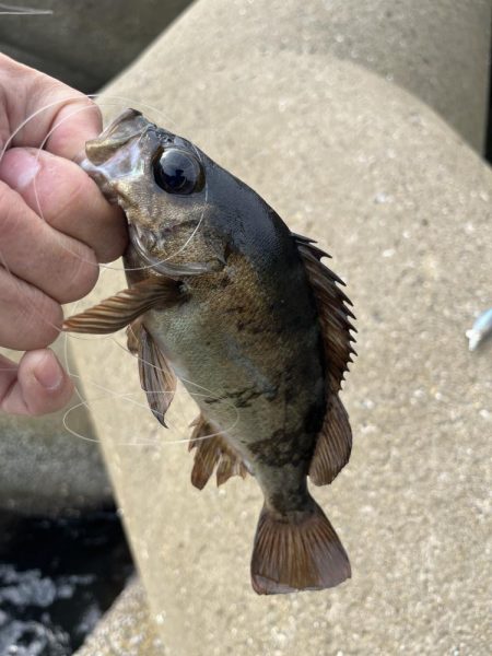 エギング中にメバルボイル