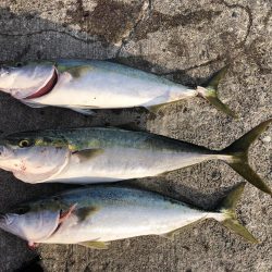 みんなでメジロ!