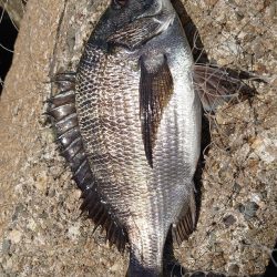 １年ぶりのふかせ釣り💦半誘…