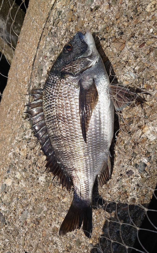 1年ぶりのふかせ釣り💦半誘導沈め釣りに挑戦🤔