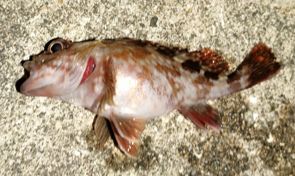 けっきょくは穴釣り