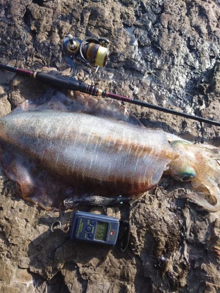 ピーカンエギングIN対馬