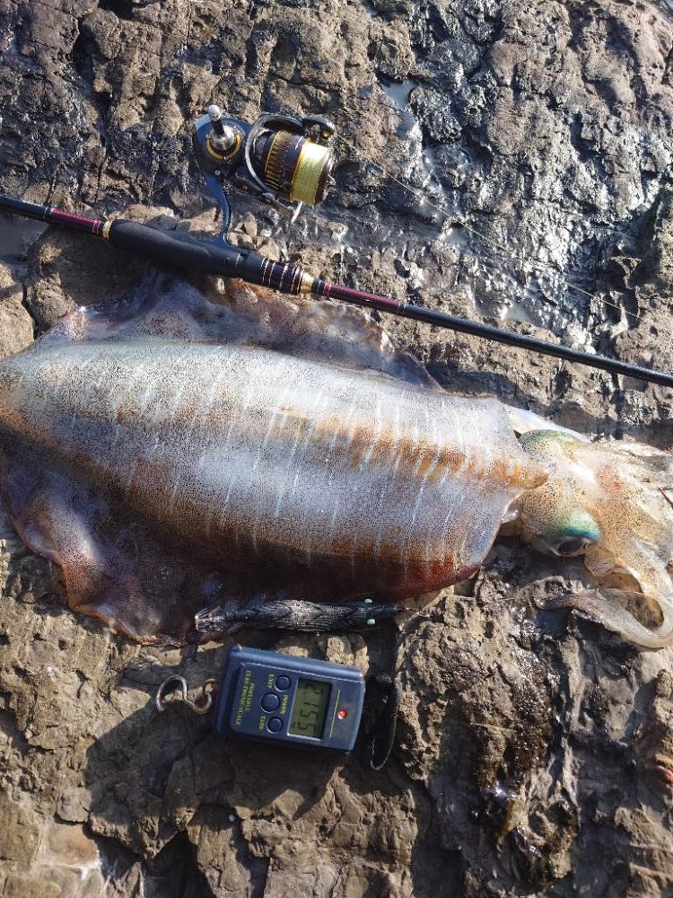 ピーカンエギングIN対馬