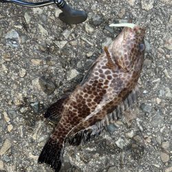 よく引くオオモン!