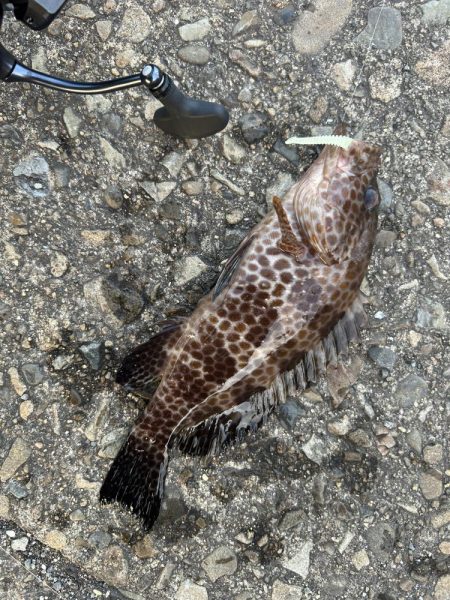 よく引くオオモン！