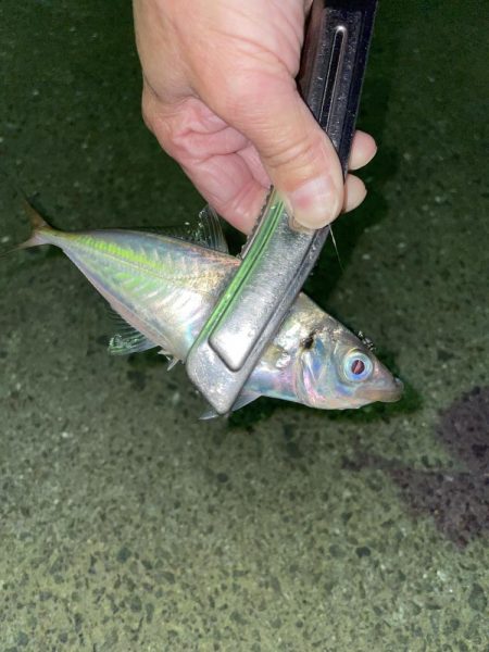 台風前にアジング