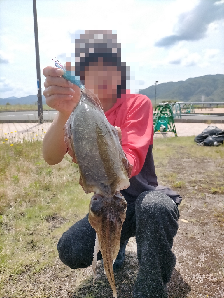 中型コウイカGET！