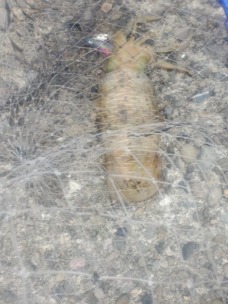 エギング　数は釣れました