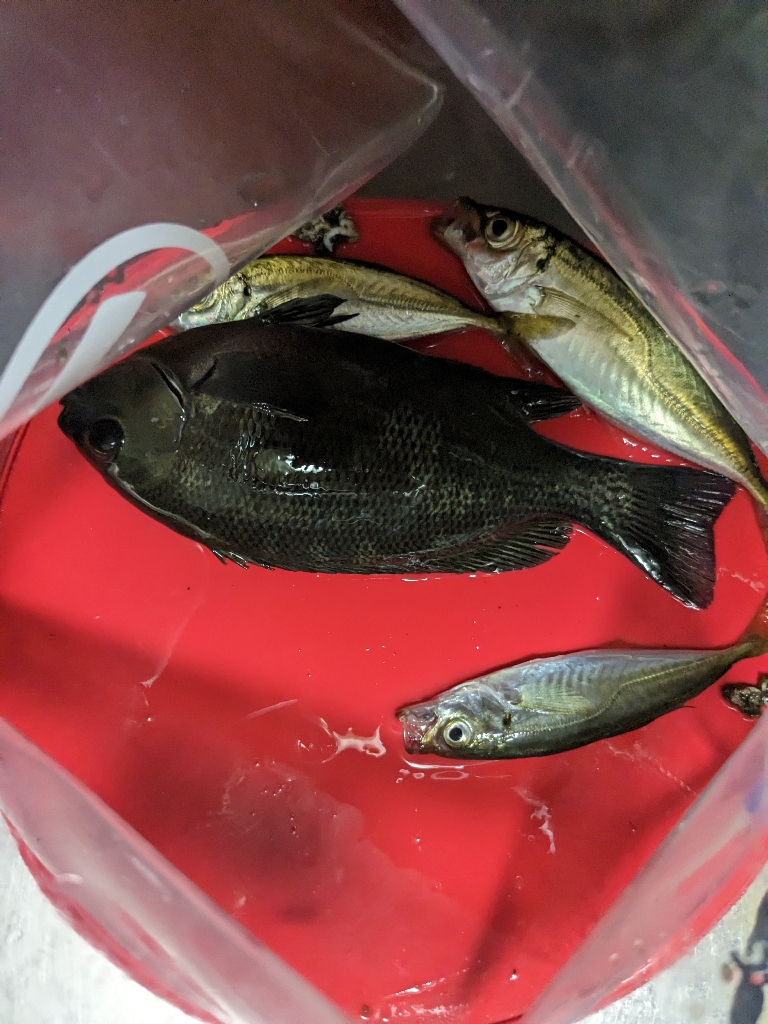 鯵釣り