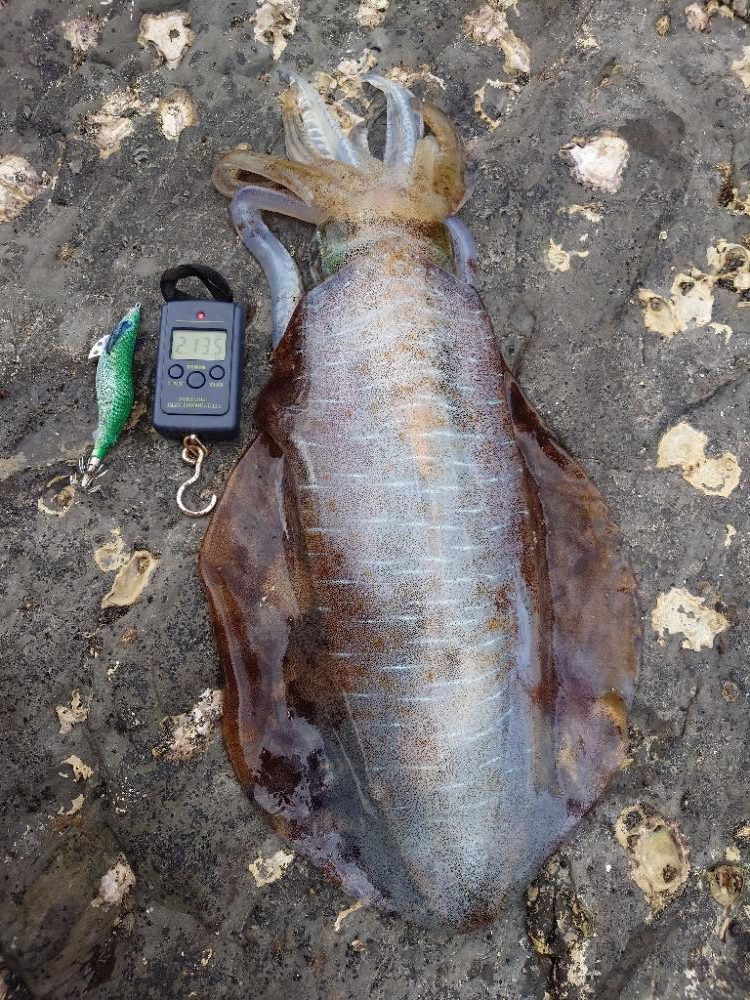 エギングガイドIN対馬