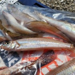 久しぶりのボートキス