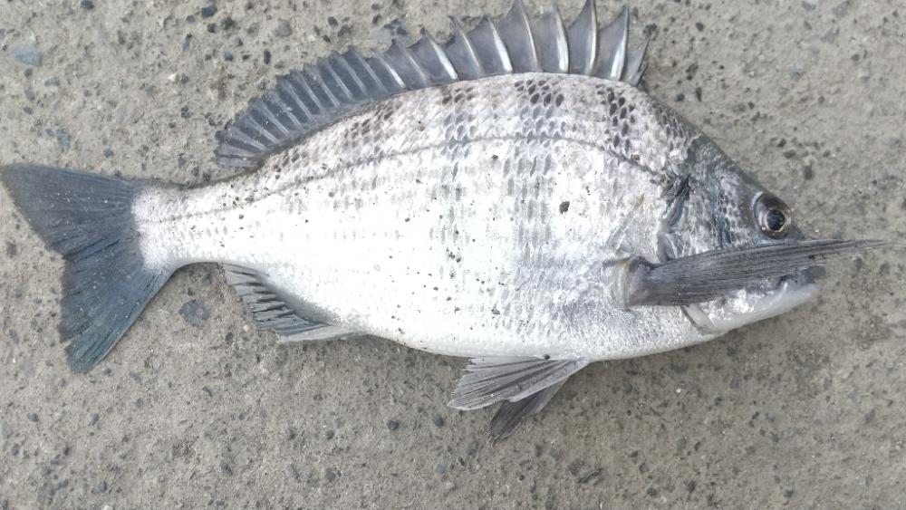 キス釣り~強風下