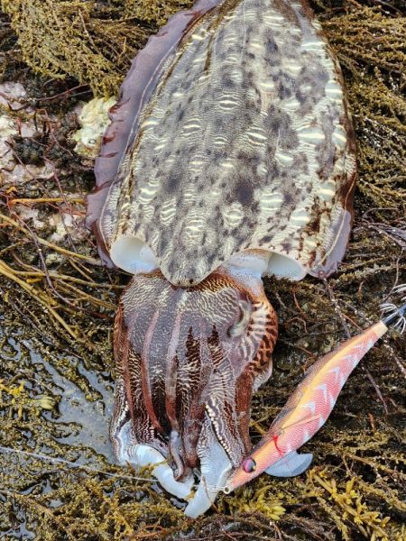 初投稿。小雨エギング