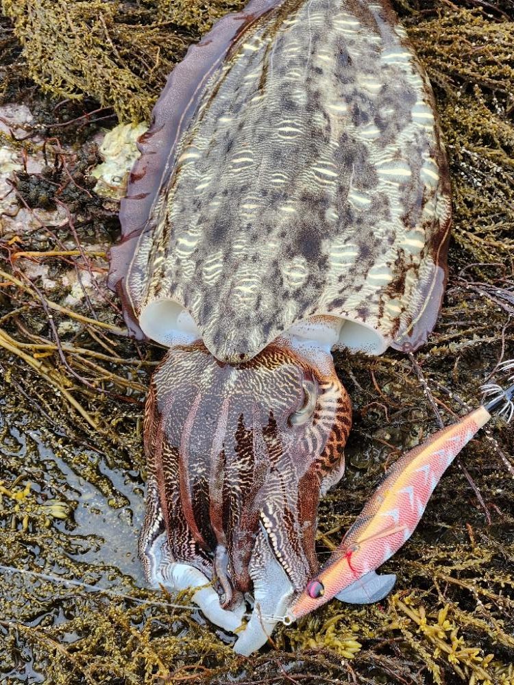 初投稿。小雨エギング
