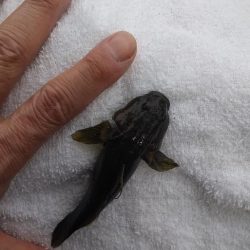 エビはいずこ？