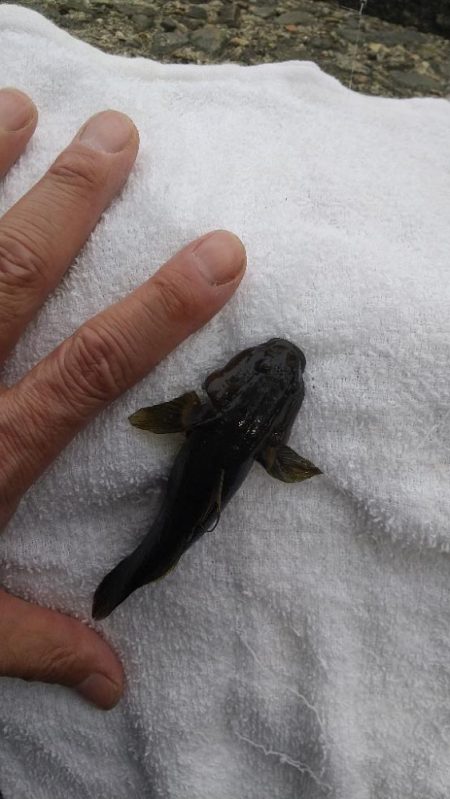 エビはいずこ？