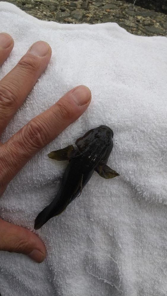 エビはいずこ？