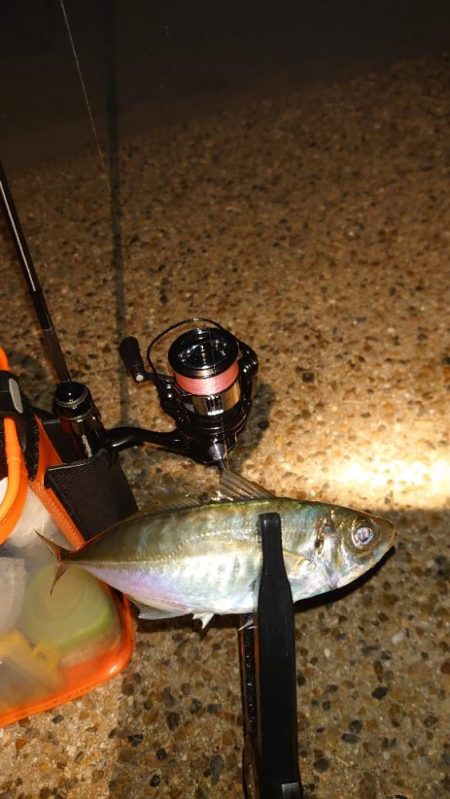 やっぱりアジングは難しいね！