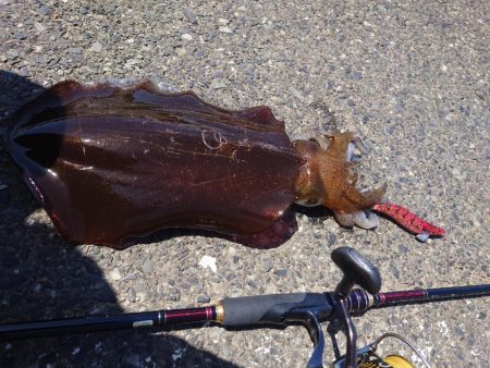 ランガンエギングIN対馬