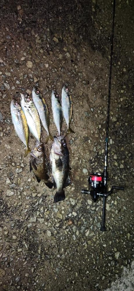 ライトフィッシング最高