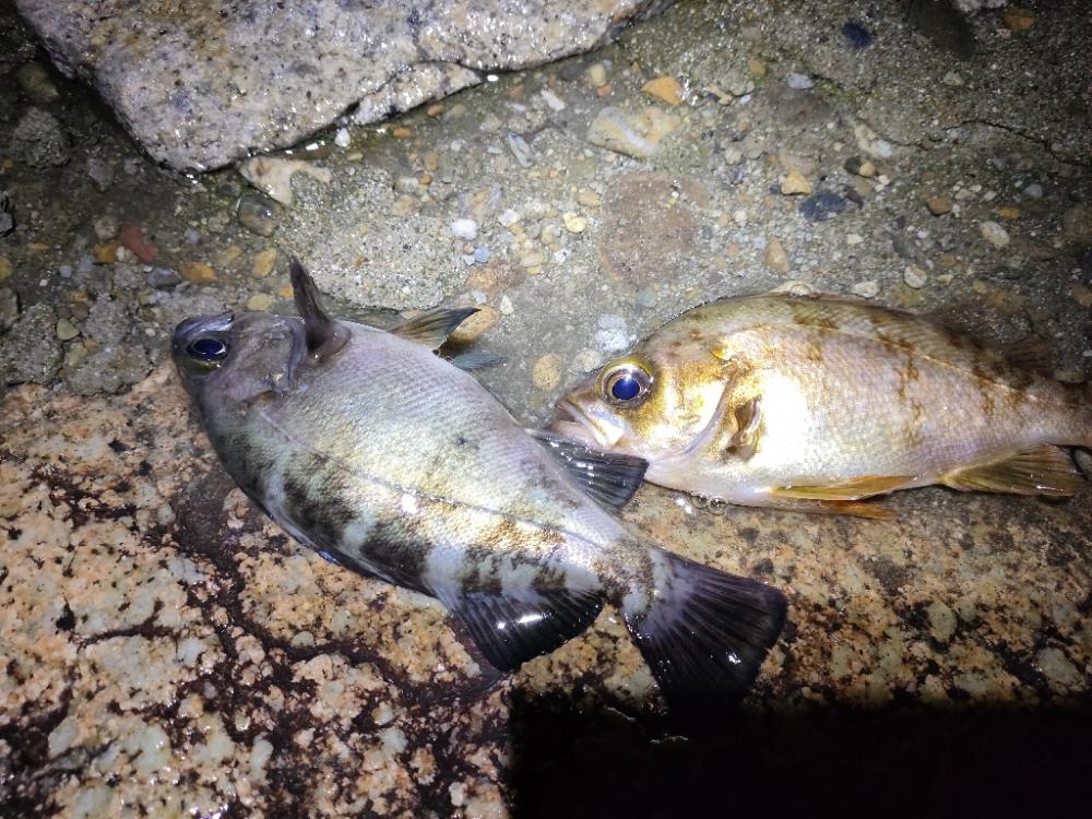 アジはいないがメバルは