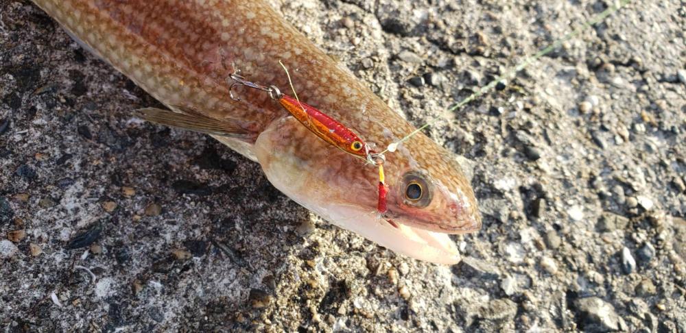 アジ探し@下津周辺