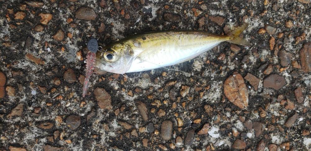 アジ調査@下津周辺