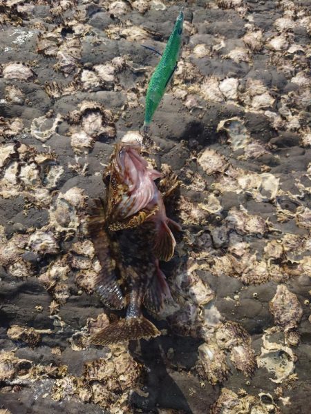 子イカエガングIN対馬