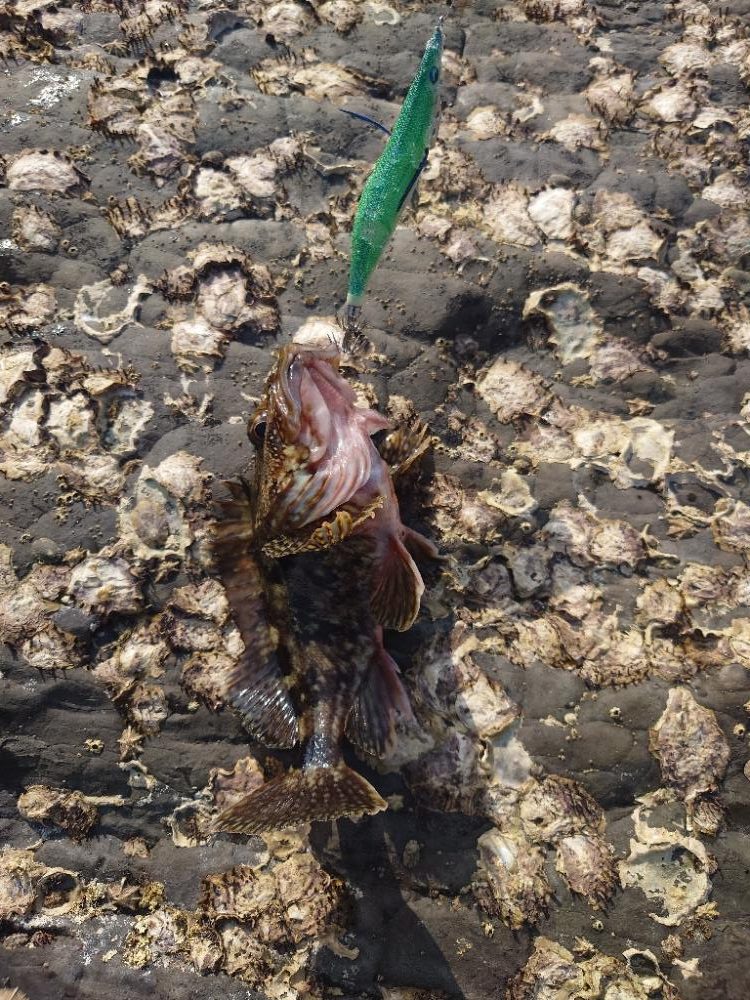 子イカエガングIN対馬