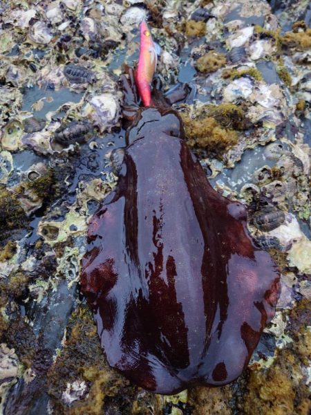 数釣りエギングIN対馬