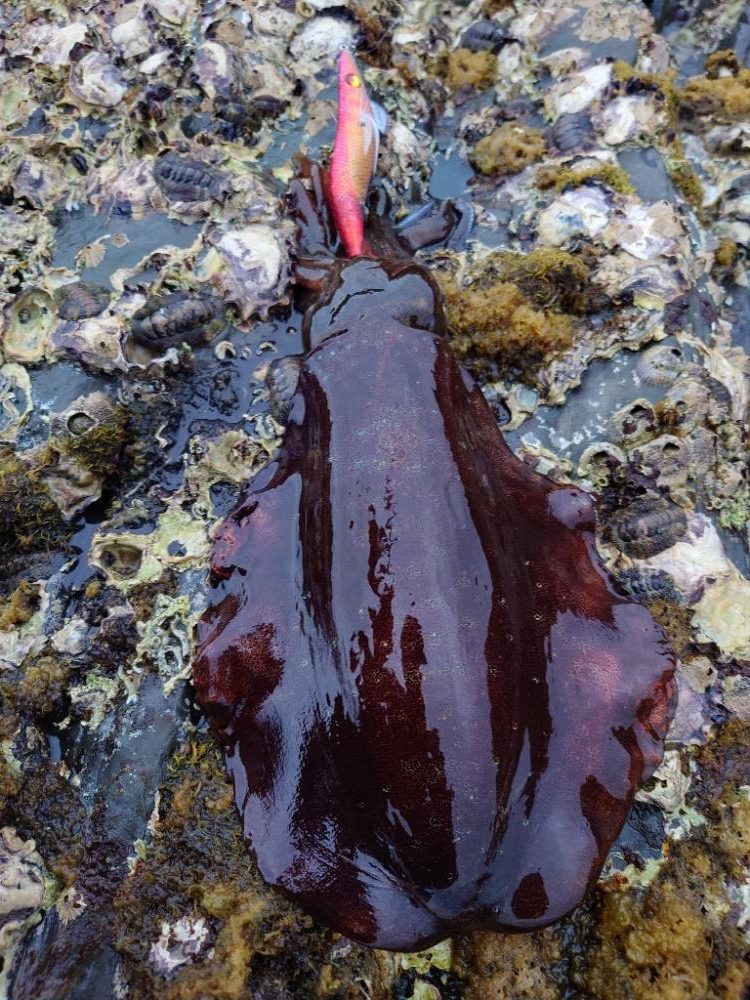 数釣りエギングIN対馬