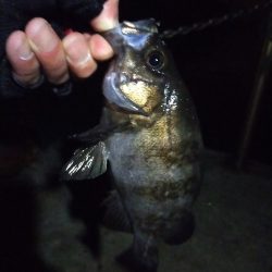 アオリイカを狙いだったんだけど