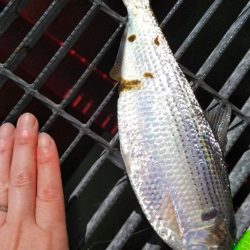 ファミリーフィッシング