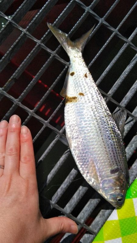 ファミリーフィッシング