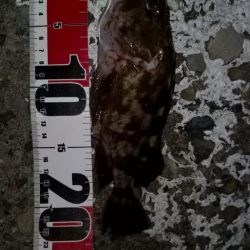 メバルを求めて