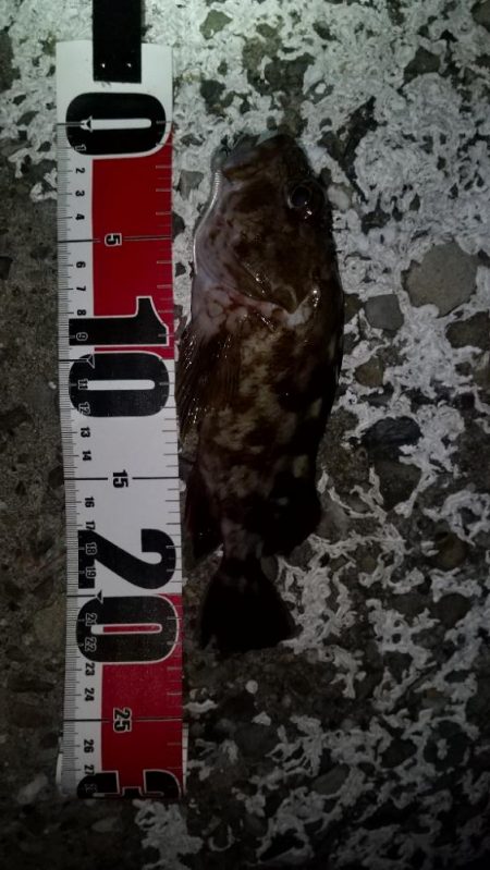 メバルを求めて