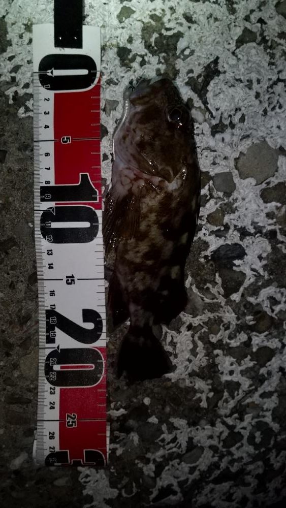 メバルを求めて